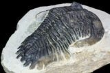 Bargain, Hollardops Trilobite - Visible Eye Facets #105977-1